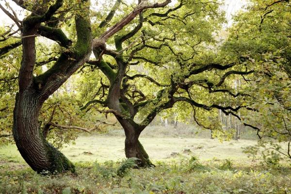 alte Eichen von Hans-jürgen Oertelt