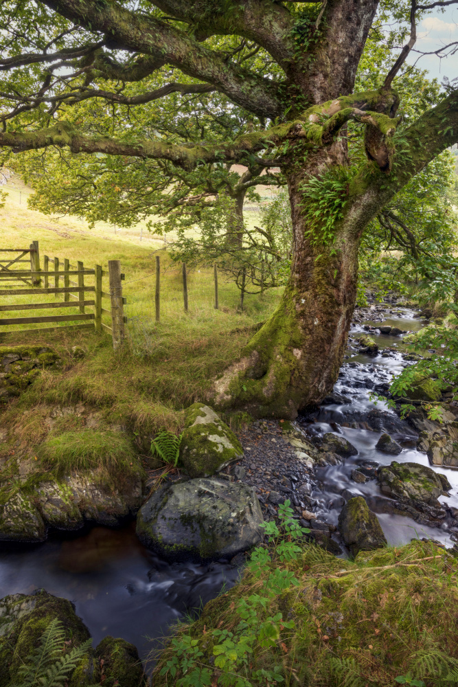 Old tree lady von Hans Repelnig