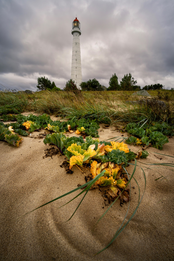 Botanical Lighthouse von Hans Repelnig