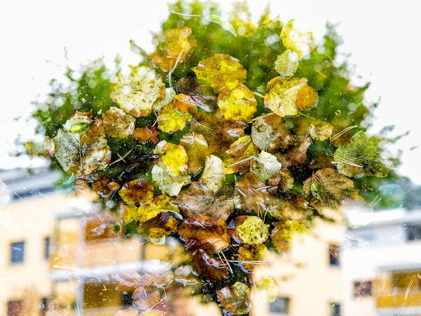 028 von Hanspeter Lehmann