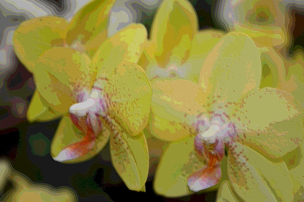 Orchidee 0045 von Harald Albrecht