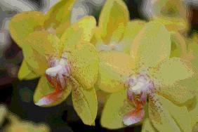 Orchidee 0045