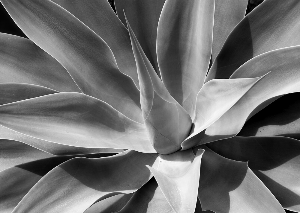 The Cone von Harald Schüll