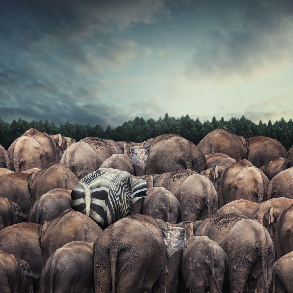 Dare to be different von Hardibudi