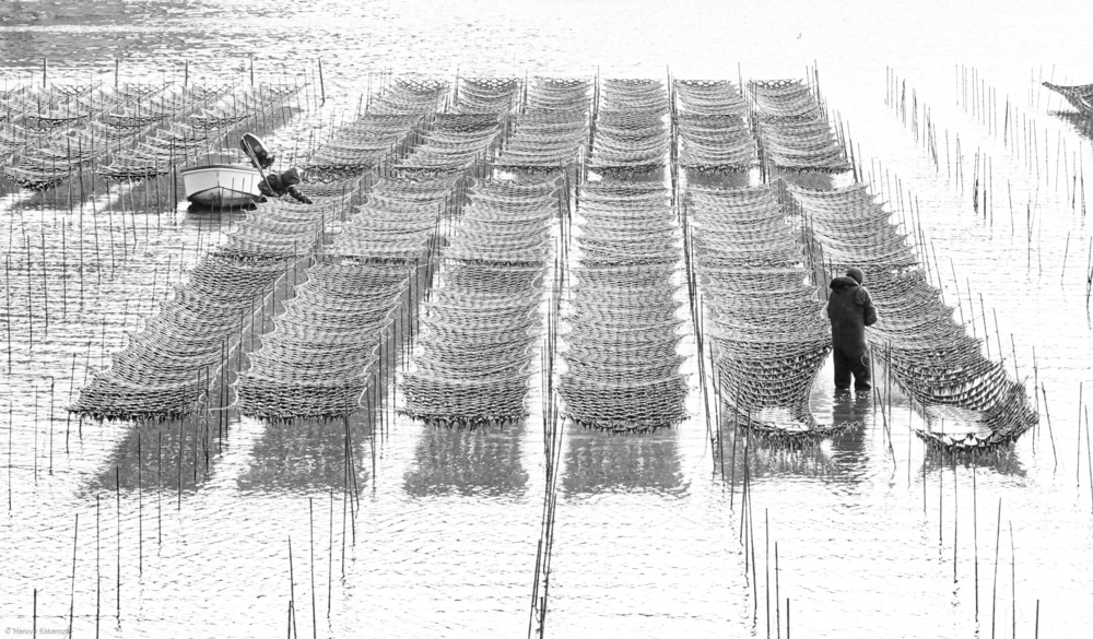 Harvest von Haruyo Sakamoto