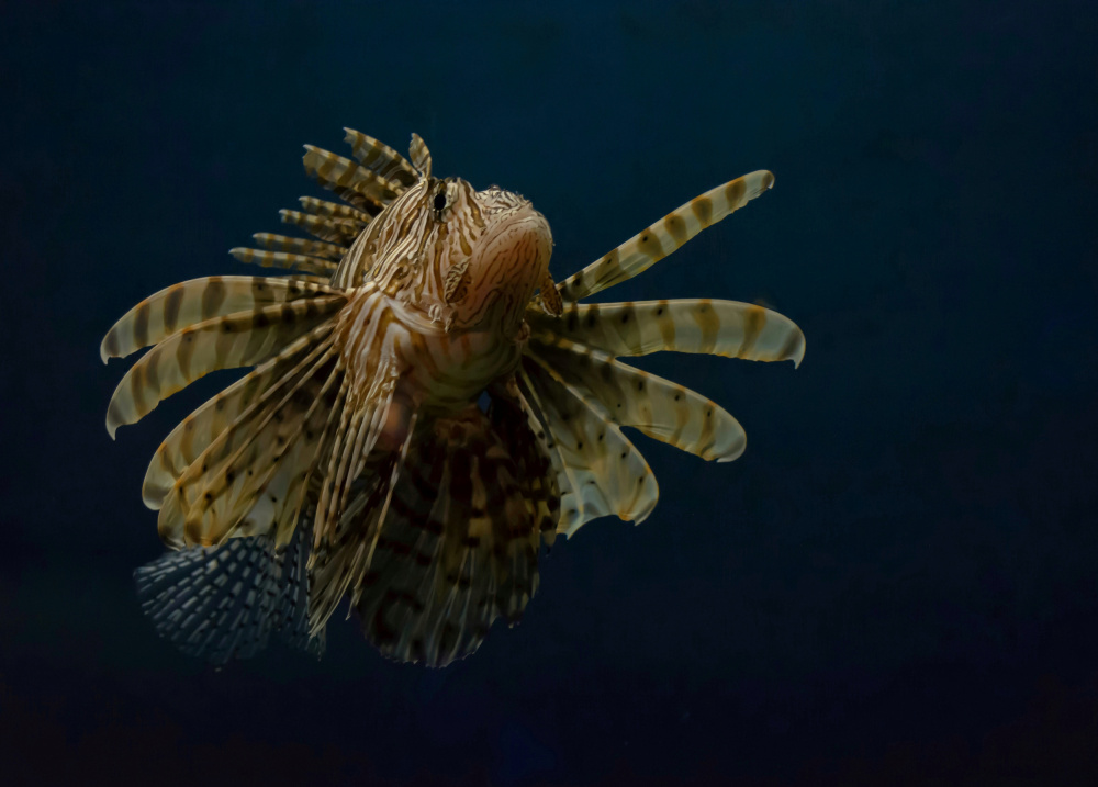 Underwater beauty of nature von Haytham Al-hefnawy