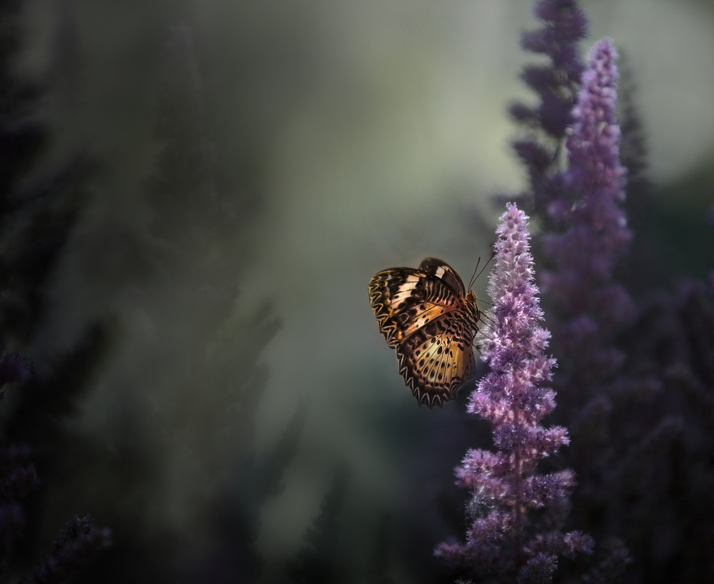 Misty Morning Light von Heather Bonadio