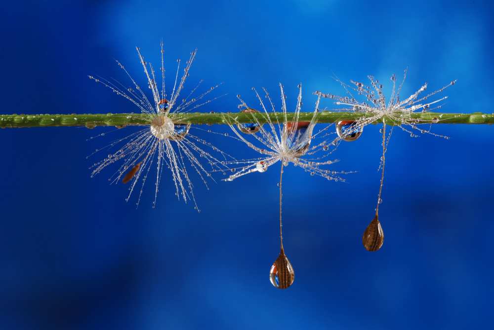 Blue drops of life von Heidi Westum