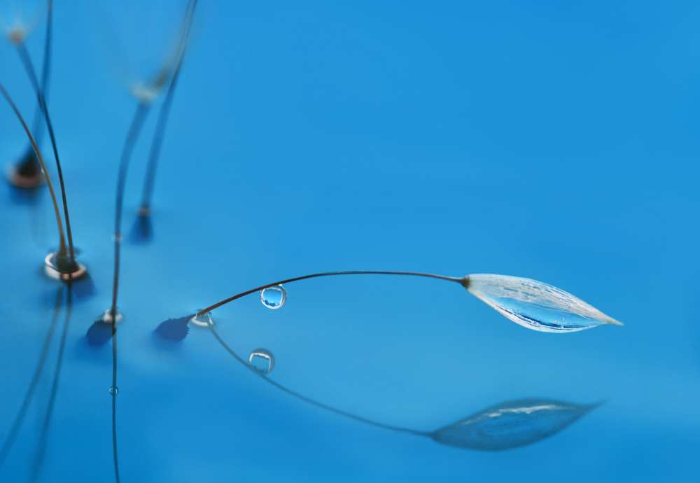 Blue water von Heidi Westum