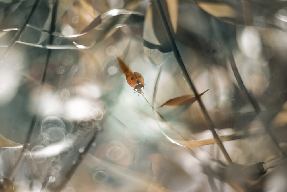 The Lady ll von Heidi Westum