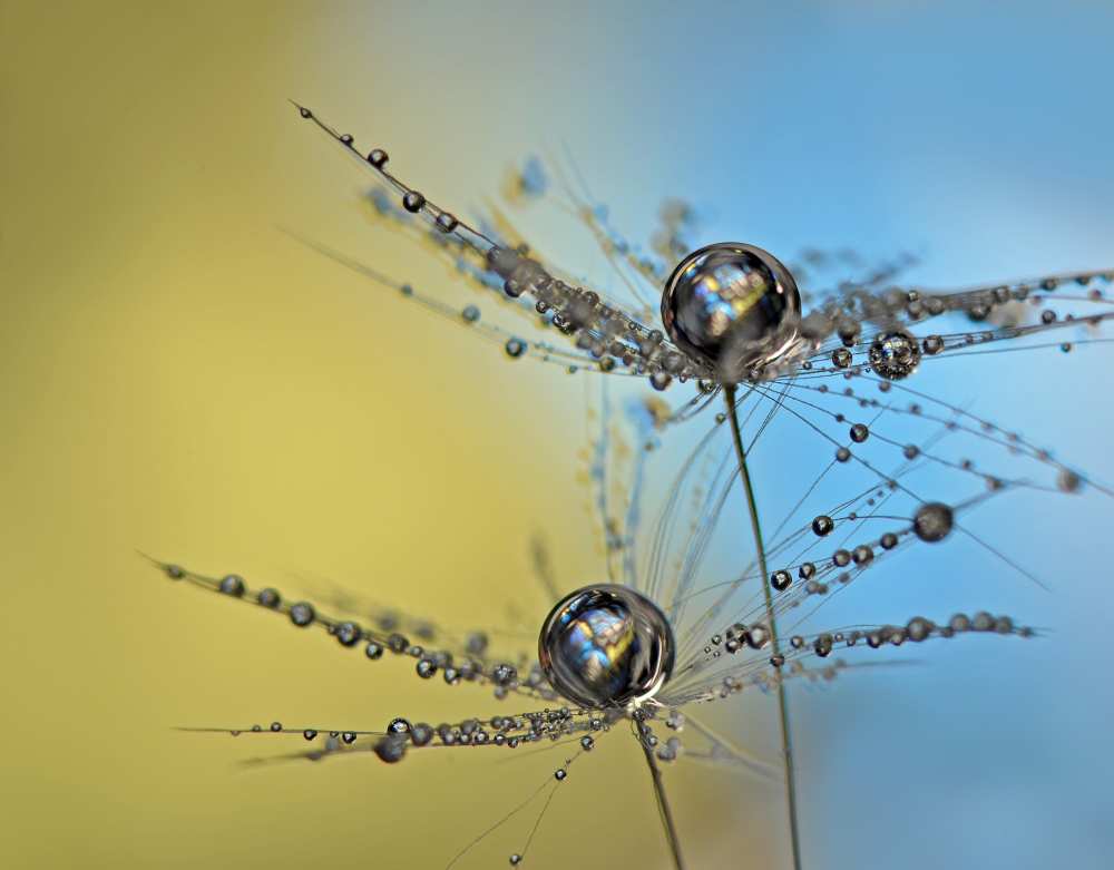 Duo tone von Heidi Westum