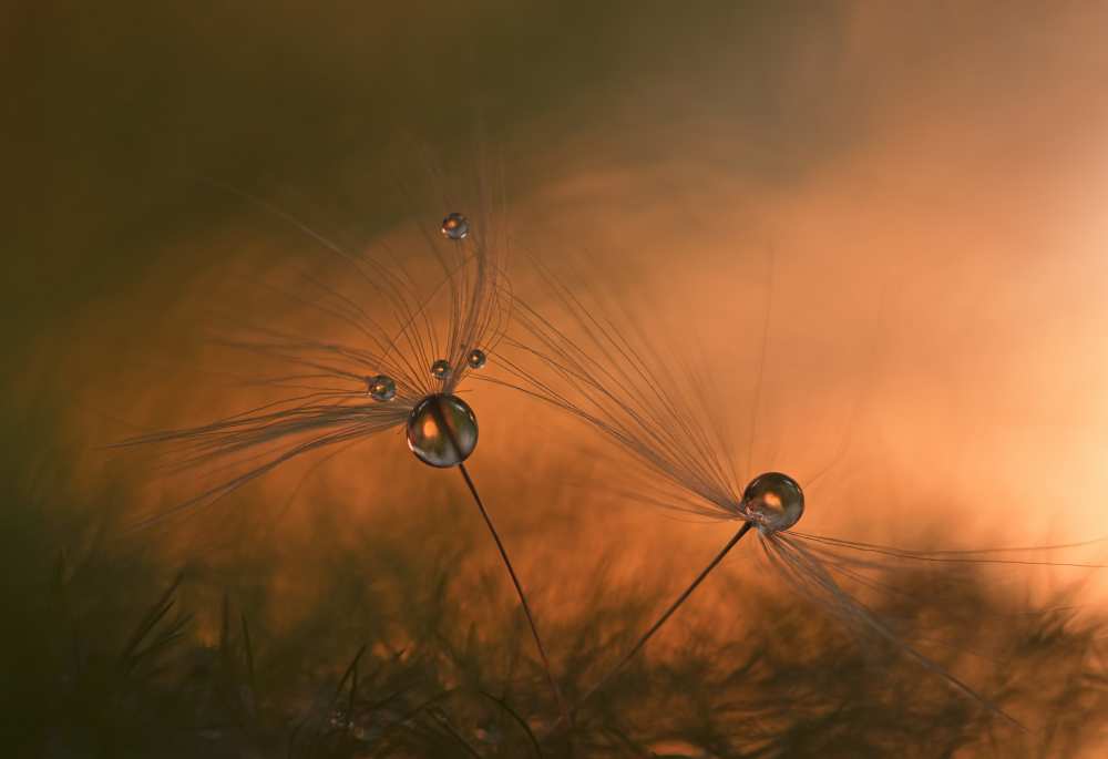 Forest fire von Heidi Westum