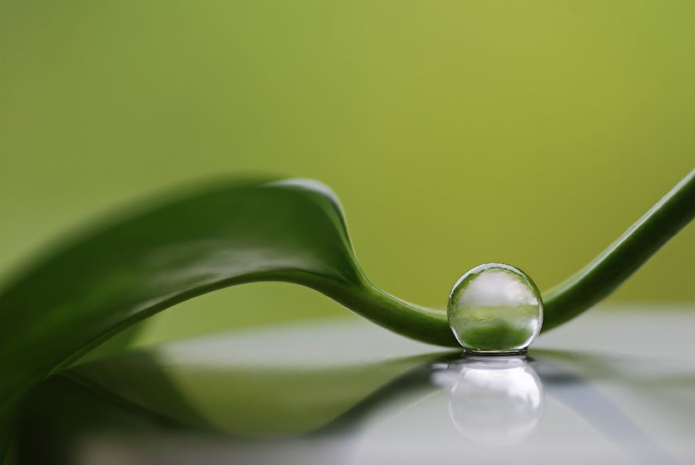 Grüne Harmonie von Heidi Westum