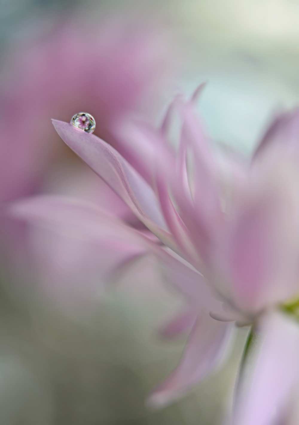 In pink delight von Heidi Westum