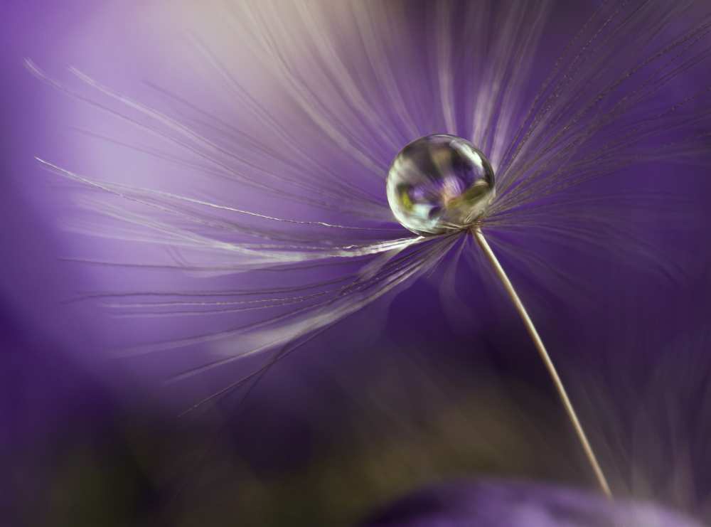 In shades of purple von Heidi Westum