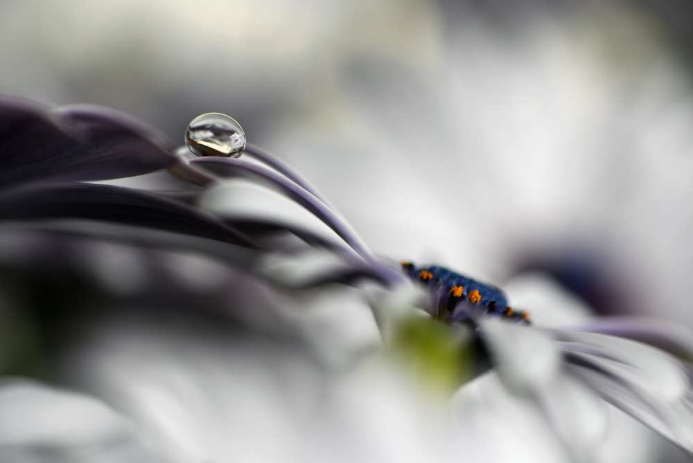 Lazy drop von Heidi Westum