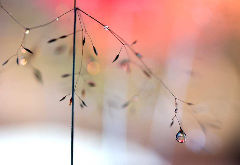 Morning glow von Heidi Westum