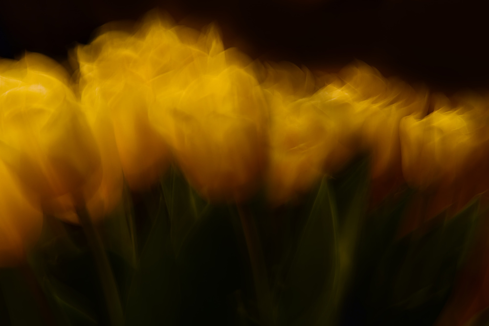 Easter tulips ll von Heidi Westum