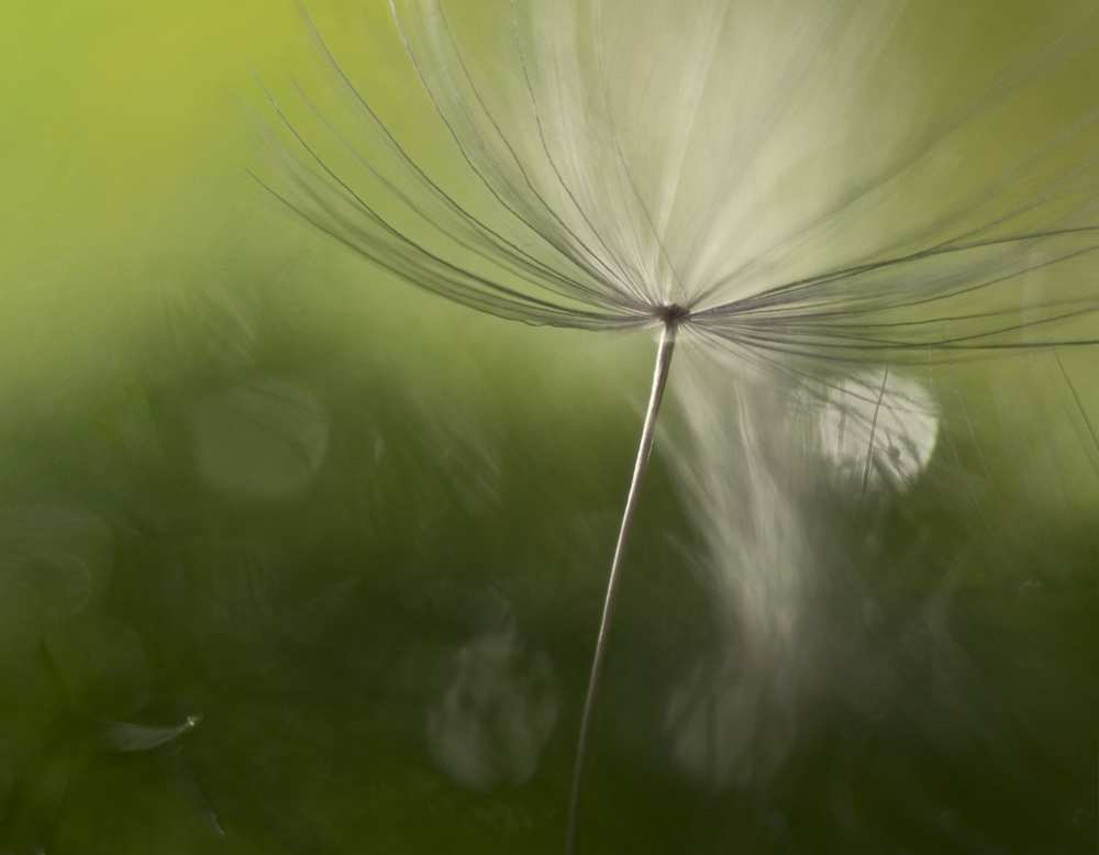 Shadows in the green von Heidi Westum