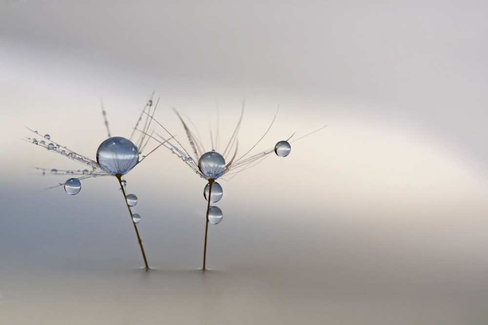 Soft light von Heidi Westum