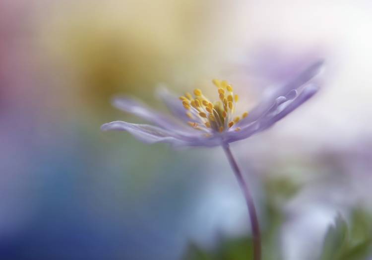 Springtime watercolor von Heidi Westum