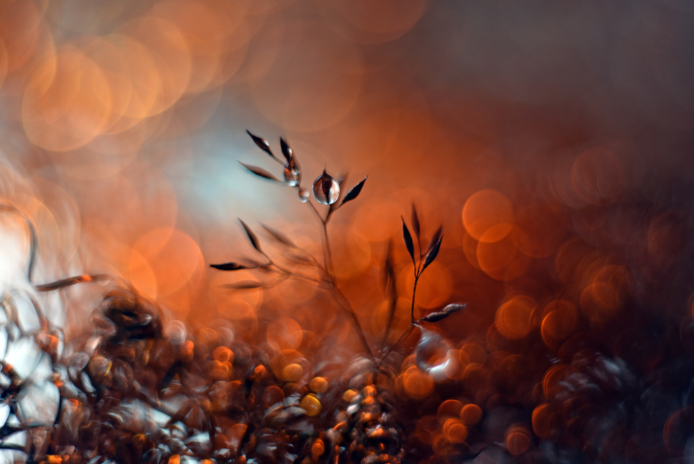 Bubbling of happiness von Heidi Westum