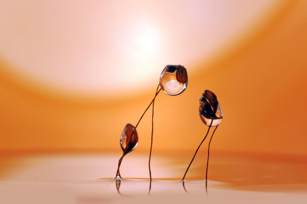 Wasserköpfe ll von Heidi Westum