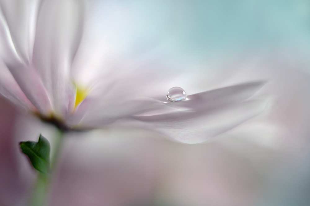 Where dreams come true von Heidi Westum