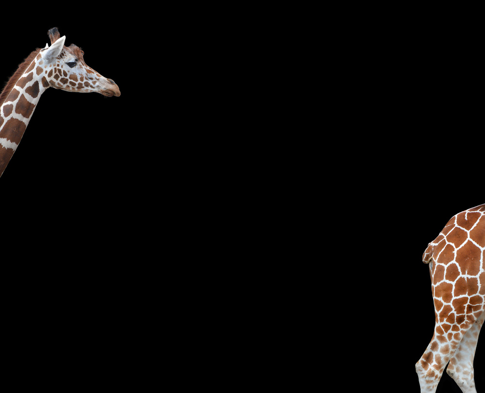 See you von Heidi Westum