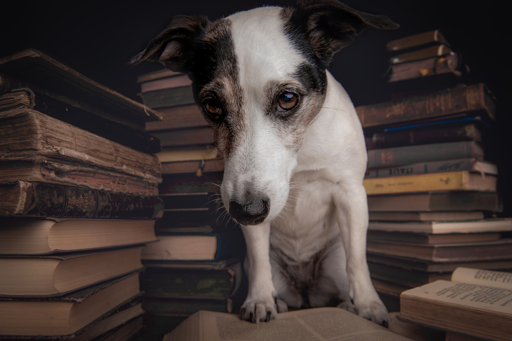 The Student von Heike Willers