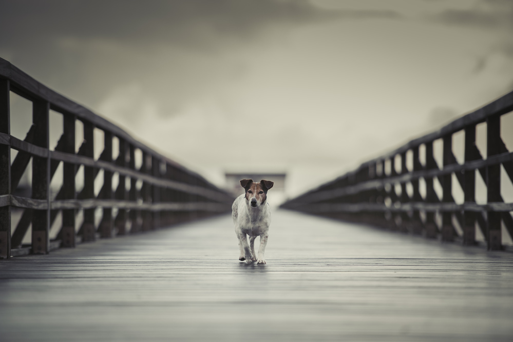 The Bridge von Heike Willers