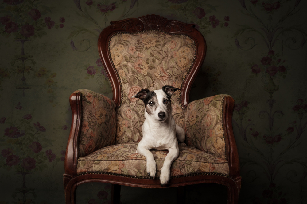 Lady Molly von Heike Willers