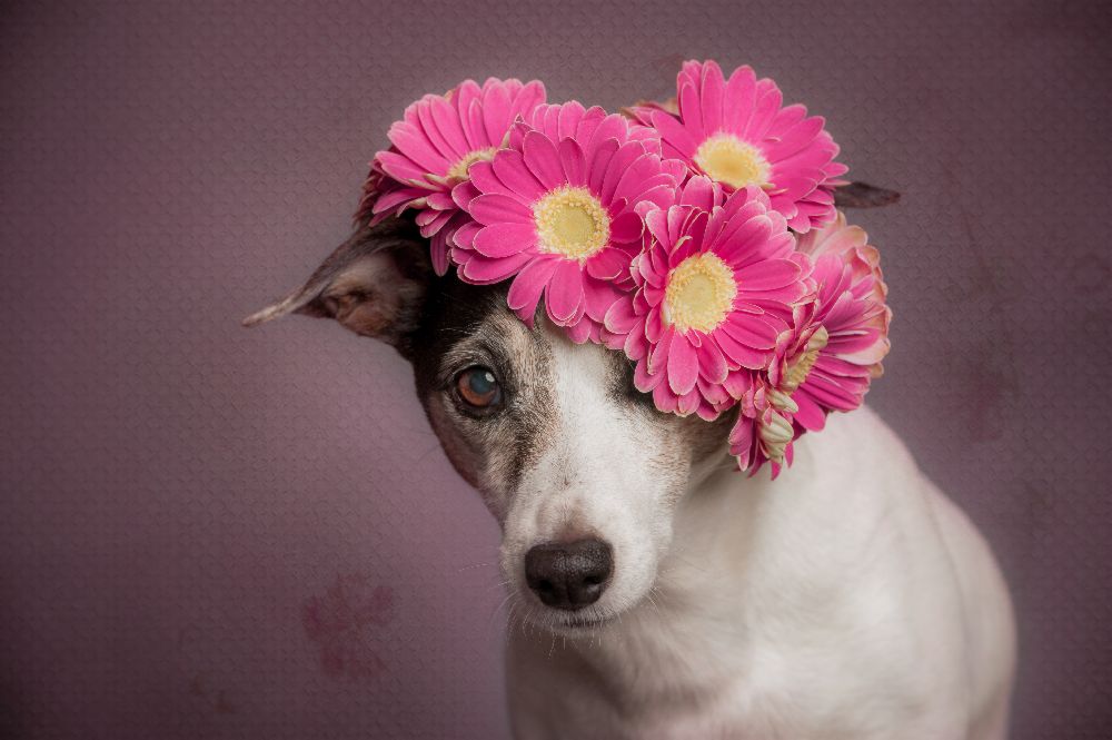 Mrs. Spring von Heike Willers