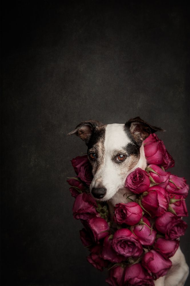 Rosenkönigin II von Heike Willers