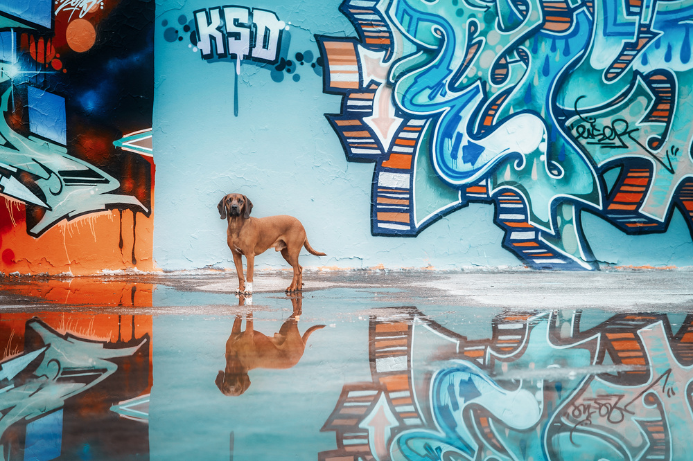 To understand blue you must first understand yellow and orange” (Vincent van Gogh) von Heike Willers