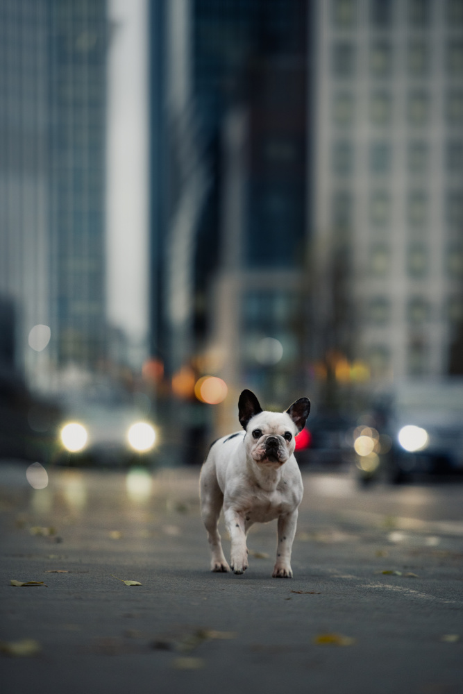 Going Home For Christmas von Heike Willers