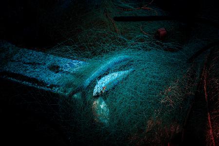 Still life with fish