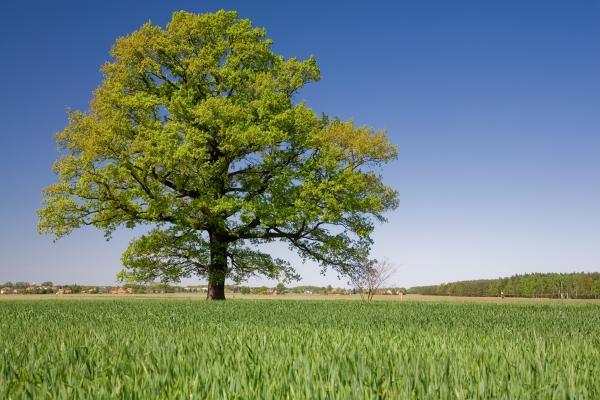 Baum von Heiko Rothe