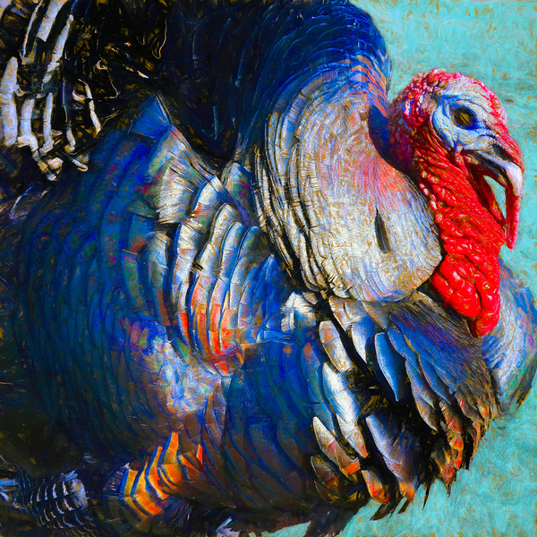 Turkey Lurky von Helen White