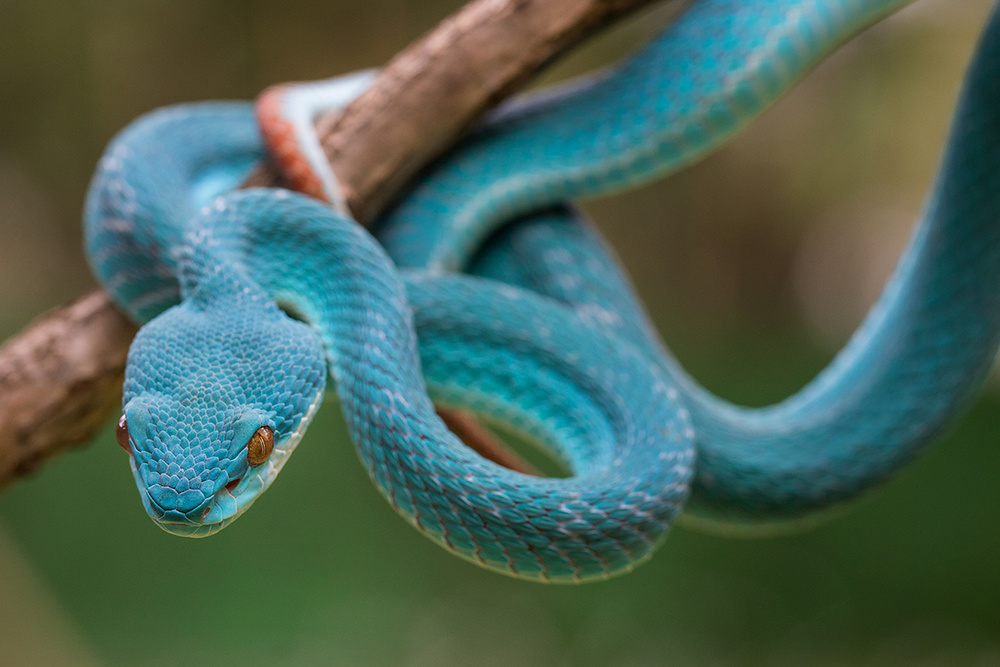 Blue Viper von Hendy Mp