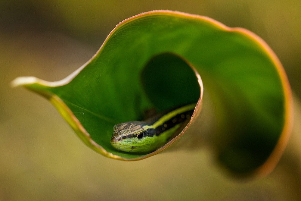 sangsut von Hendy Mp