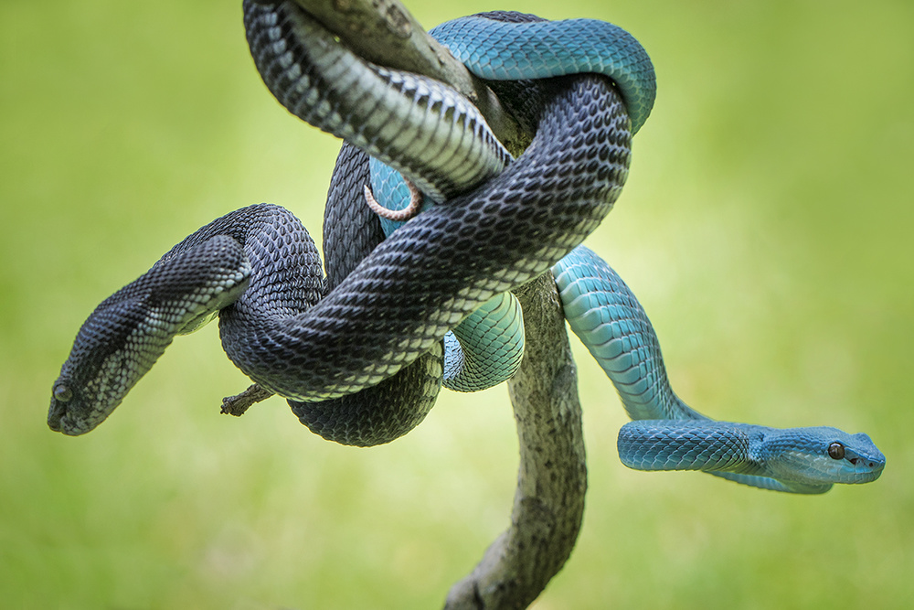 Black and Blue von Hendy Mp