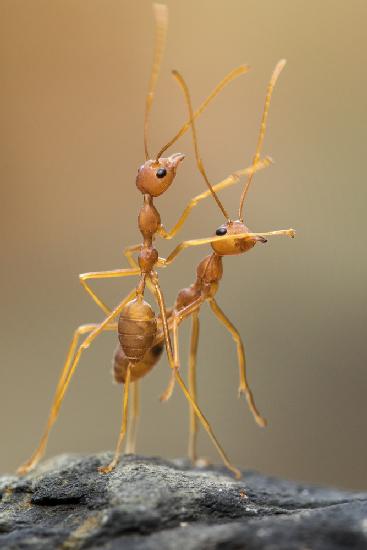 Dance Ants