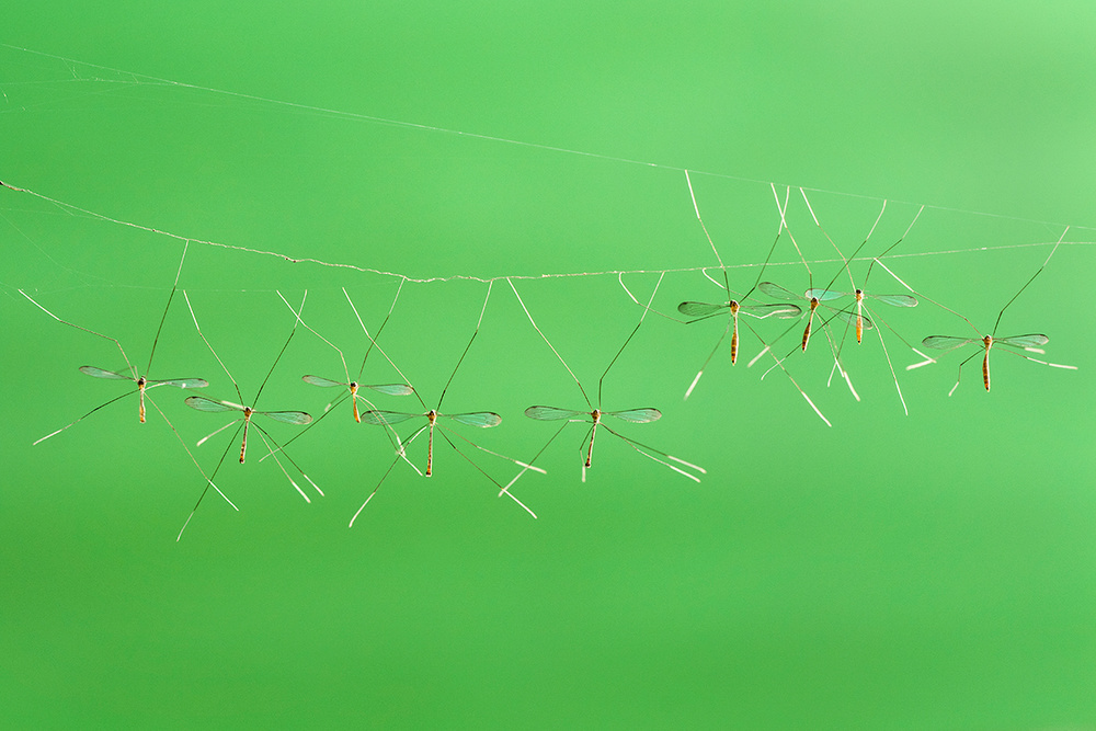 Together von Hendy Mp