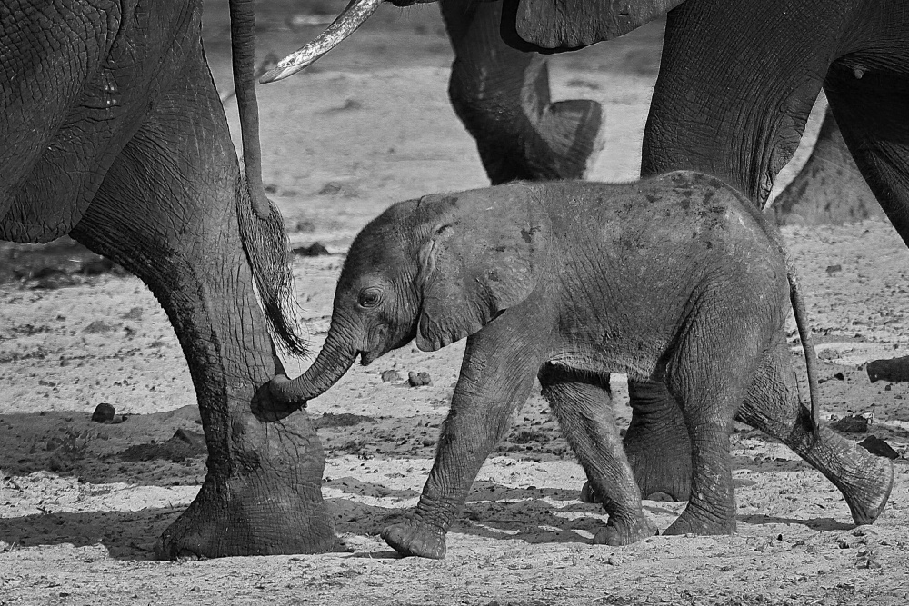 baby elephant von Henk Langerak