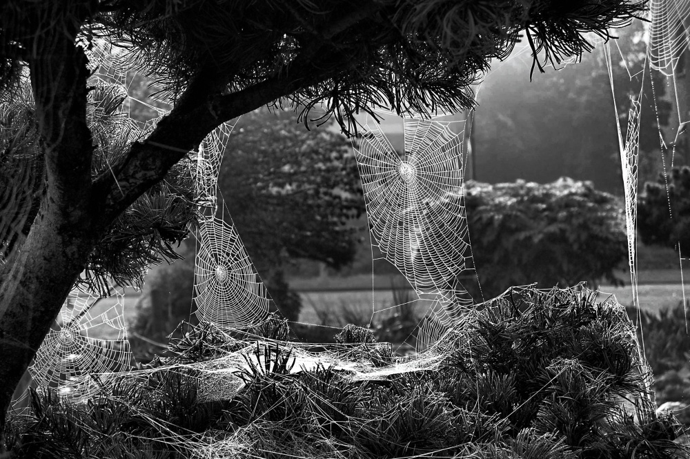 Web von Henk Van Maastricht