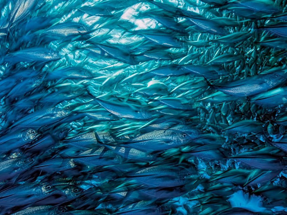 Fast Moving School of Jacks von Henry Jager