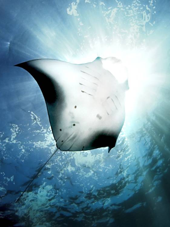 Sun Diver von Henry Jager