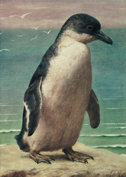 Study of a Penguin von Henry Stacey Marks