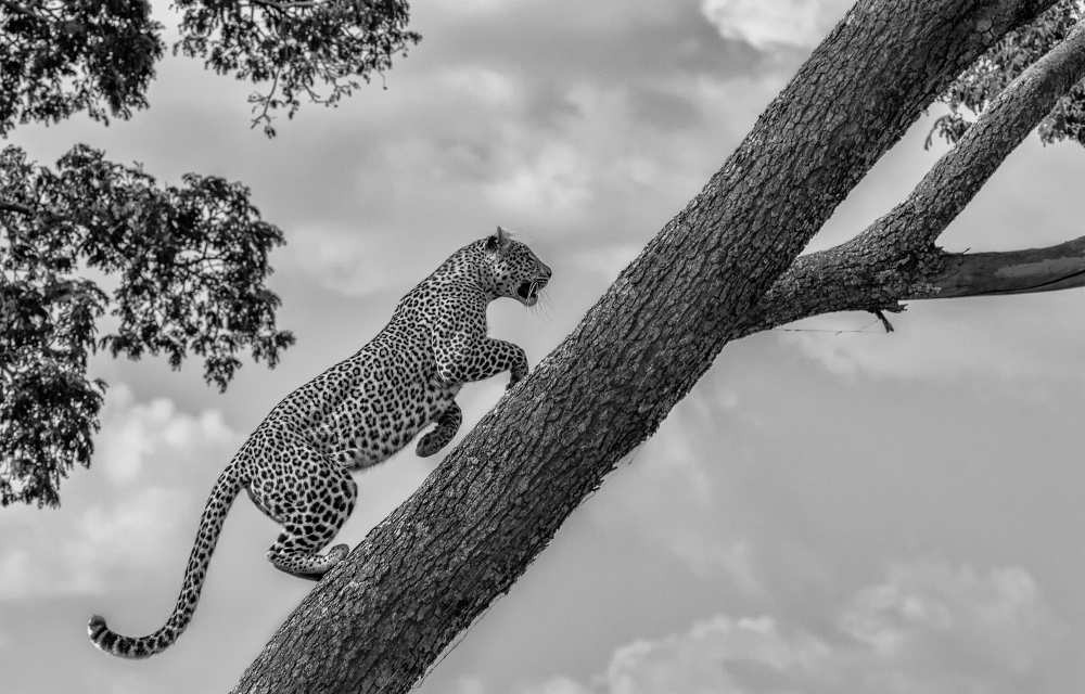 Climb Up von Henry Zhao